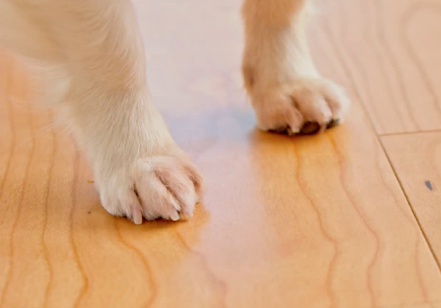 床の滑りにくさ、犬の関節疾患